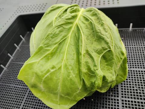✨世界に一つだけのプレミアム野菜便（農薬・化成肥料不使用）✨あなたの「欲しい」が詰まった一箱。わがままを叶えるオーダーメイド野菜便🥬【朝どれ】