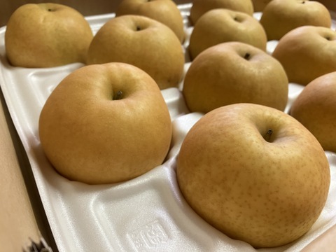 【鳥取県オリジナル品種】 新甘泉　梨　約2kg
