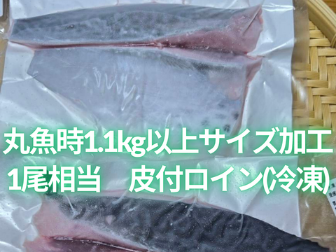 ﾓﾆﾀｰ価格　“媛スマ冷凍皮付ロイン(300g~330g)×２パック”【1尾相当/箱】