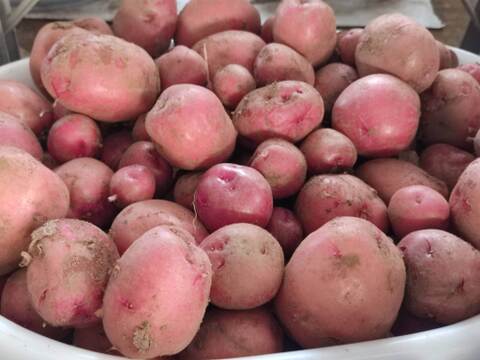 🥔採れたて新ジャガ✨農薬・化学肥料不使用「アンデスレッド」3kg　Mサイズ🥔