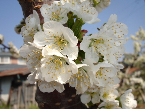 幸せな味わい「幸水梨のご予約　ご好評販売中　長野県産　訳あり　家庭用3キロコース