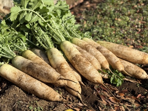 採れたて！旬の野菜セットS