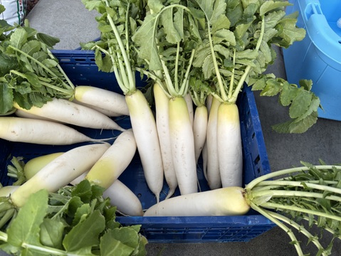 【農家直送】新鮮大根約4.5キロ
栽培期間中農薬不使用