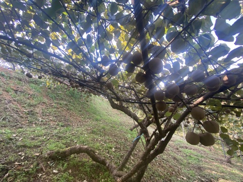 【毎日のフルーツに】福岡県八女産アップルキウイ 約6kg｜５５個以上｜ご家庭に一番おすすめ｜ 食べやすいサイズ中心（約111〜145g）｜農薬・化学肥料不使用