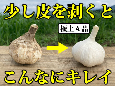 【今だけの大特価セール！】令和６年新物 ２キロ！ 青森県産にんにく 最高級品種 ホワイト６片 土付き玉