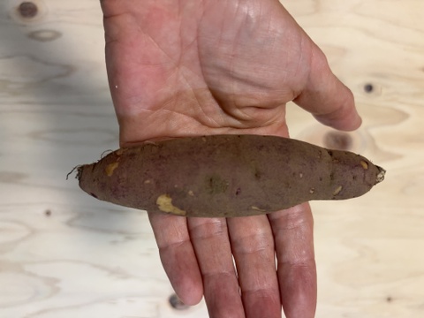 手間ひまかけました！『紅はるか』土付き　4.8kg　S/SSサイズ　埼玉県産　栽培期間中農薬不使用