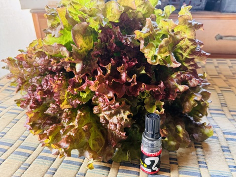 【クール便】新鮮採れたてサニーレタス4株入れてお届け‼️