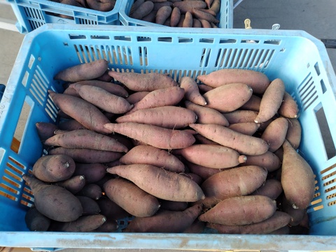 さつまいも(栗かぐや)