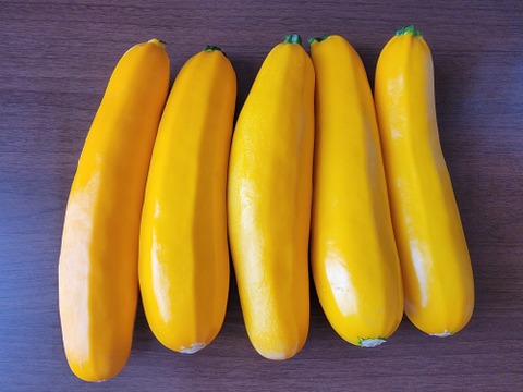 サラダでも食べられる大きなズッキーニ「黄」約2kg（5~6本）