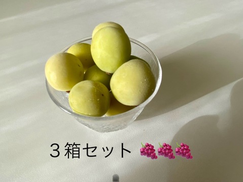 いっぱい食べたい方専用！3箱セット　凍ったままパクっと！特殊冷凍の完熟シャインマスカット🎵　ファミリーセット【フルーツギフト】【産直ギフト】