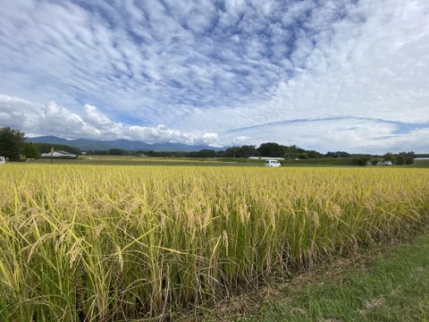 【令和7年度産】完全農薬不使用・化学肥料不使用・動物性堆肥不使用。天日乾燥。うるち米 玄米（コシヒカリ ）10kg
