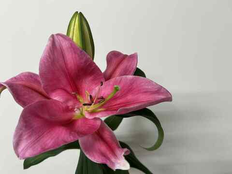 【食べチョク初登場】無花粉オリエンタルユリ5本リバーシリーズmix※10/1~10/7着までの期間限定商品です。数量限定商品