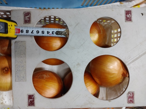 大好評，地層が違う淡路島、ターザン(風袋込み３キロ)