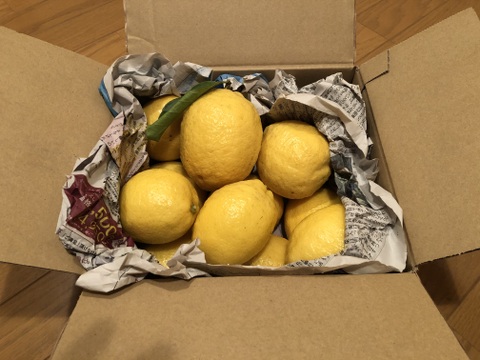 【LEMON】熱海レモン 約2kg