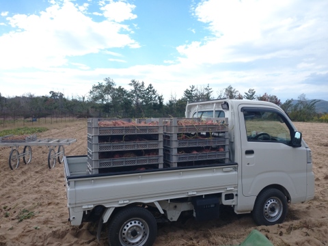 追熟後、ねっとり甘い！砂丘の紅はるか(３kg)