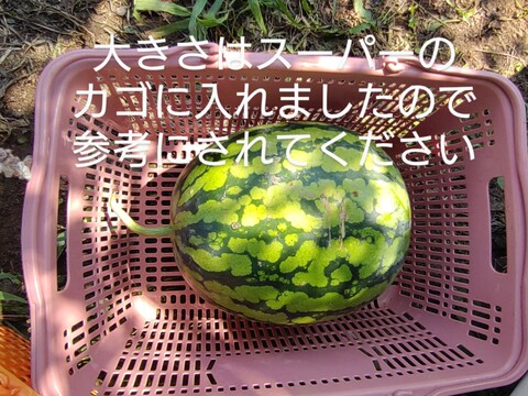 【単品🏣ゆうパック】スイカ🍉俵型☆大玉☆Ｌサイズ☆訳アリ☆農薬、除草剤、化学肥料不使用🏣ゆうパック100サイズ☆一点もの