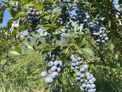 【2025最後の受付！有機JAS認証】信州安曇野の大地の力で育ったオーガニックブルーベリー（1kg)【生食用】