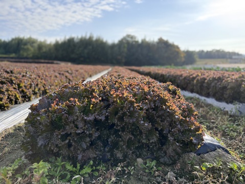 朝採り直送！　ボリュームたっぷり鮮やかサニーレタス！ 約4kg