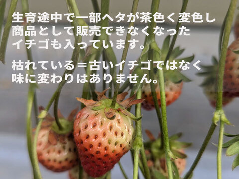 【訳あり特価】ジャム加工におすすめ！宮城県産 小粒イチゴ 4.5kg(計6箱)