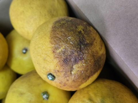 ★訳あり柑橘　完全自然栽培品　文旦　20個～ 5k～