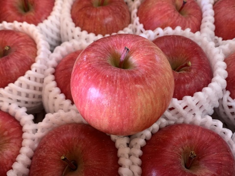 幻の蜜りんご‼️山形県産こうとく丸かじりサイズ【特秀2キロ】