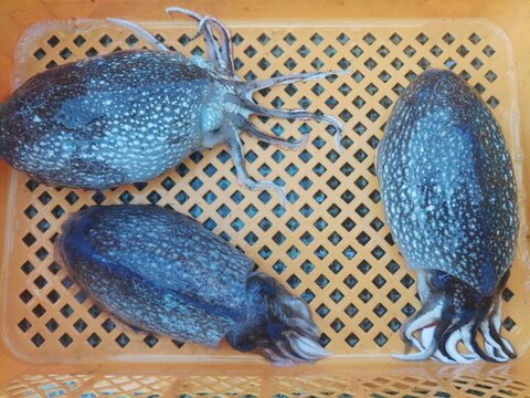 🦑生出荷コウイカ 3kg（約4-6杯）🌊定置網スミイカ✨刺身・寿司ネタに！日時指定不可📦🍣 寿司ネタ・刺し身・イカ焼きに最適！🚫 日時指定不可｜キロ数バリエーション有📏🌊 墨イカ朝獲れ