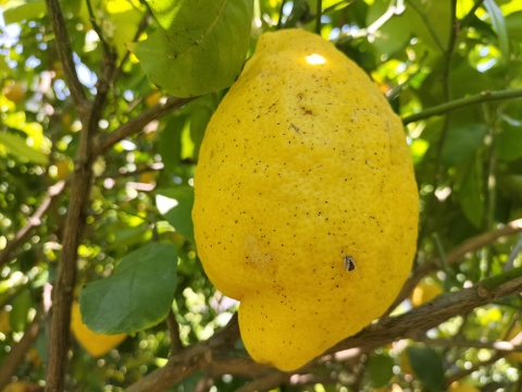 【訳あり】広島県産「これが夏レモン」《約18〜20個入》4kg以上