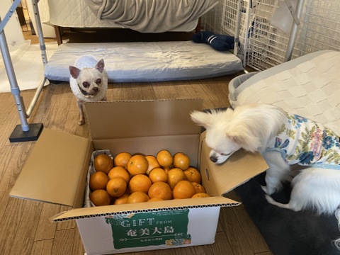 奄美大島産】島たんかん🍊農薬不使用栽培○ご家庭用5キロ○芳醇な香り
