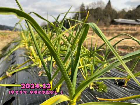 【自然農法で栄養満点】にんにく⭐︎500g⭐︎尾道市産【農薬•肥料　不使用】