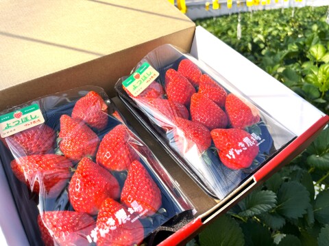 《濃厚しっとり美味しいイチゴ♪》よつぼし280g×2パック　佐賀県基山町産