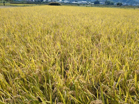 令和8年産の特別栽培米です。動物由来肥料不使用、米粒成長期の農薬