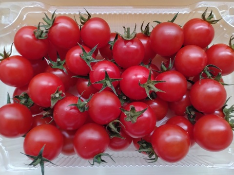 木曽川の清流で育てた有機栽培高糖度ミニトマト【尾州トマト】 ５００g×２Ｐ