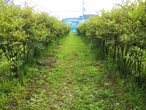 《訳あり》冷凍ブルーベリー２Kg 甘〜い！ お買い得！！