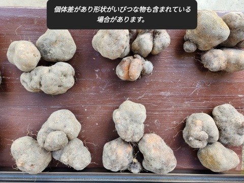 【特産】山の芋 約1kg 兵庫県六甲山麓有馬の美しい大地から産地直送