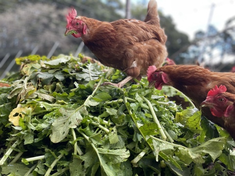 【翌日発送】平飼い放牧卵(12個)《ここだからできる最高の卵》【数量限定】