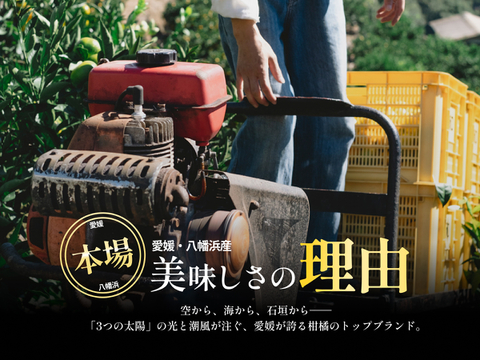 大粒プリプリの果肉】河内晩柑 3kg（愛媛県産・ご家庭用）｜ジューシー