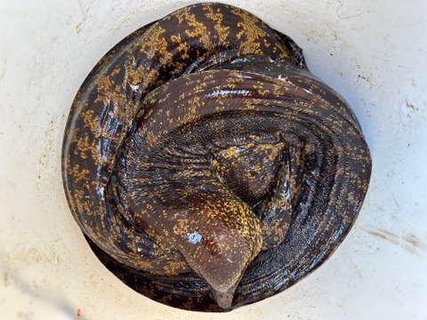 本日の1点物！ウツボ１匹（内臓処理済み品）中サイズ740グラム（冷凍品）