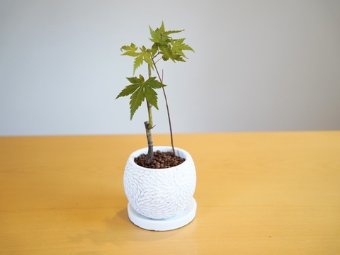 盆栽【ヤマモミジ×白花彫調陶器】高さ27cm×横13cm