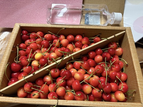 今シーズン最終【佐藤錦】家庭用グラデーションセット 🍒1キロ🍒【双子ちゃんが入るかも】【訳あり】【さくらんぼ】