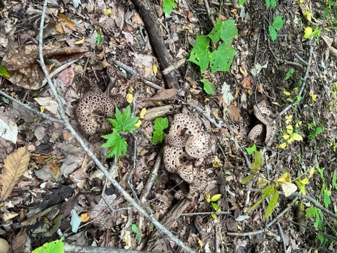 【予約開始】超希少！幻と言われる天然キノコ🍄『香茸』はマツタケを超えるのか⁉栽培不可の超希少天然『香茸』３００ｇを喰らって下さい😄