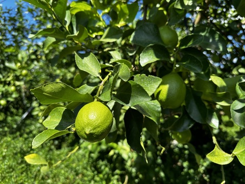 【週にあるだけ限定！】訳あり まるたま農園の超お得！グリーンレモン (約５kg)