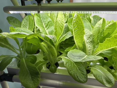 新鮮採れたて！アクアポニックス産レタスセット　300g