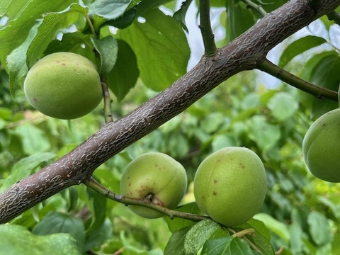 【値下げしました！収穫した梅たちを助けてください！】農薬、肥料不使用・自然栽培の青梅・黄梅混合（大小、品種混合。斑点あり）梅シロップ、梅酒、梅干しに！2kg
