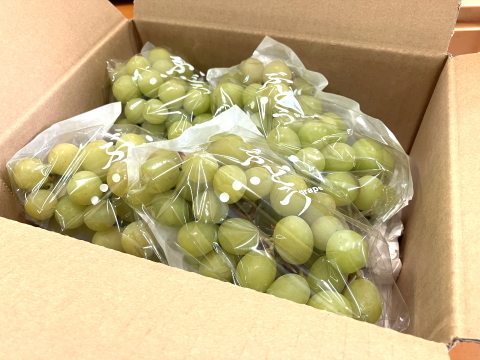 食べチョク登録記念
2025年限定山梨県産ゴールドシャインマスカット入りシャインマスカット約1.1kg~1.2kg　【ご家庭用訳あり】最終になります。美味しい食べ方や保存の仕方を同封します!