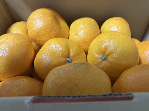 【予約でほぼ売り切れる】美味しいみかん！「段畑みかん」箱込み3キロ【冬ギフト】