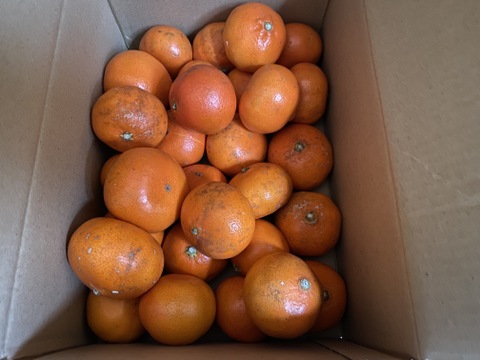 希少☆柑橘☆みはや☆規格外☆3.5キロ