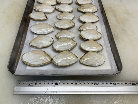 さらがい/白貝/アサリに近い安くて旨い貝/BBQ向き/500ｇ×2【冷凍】