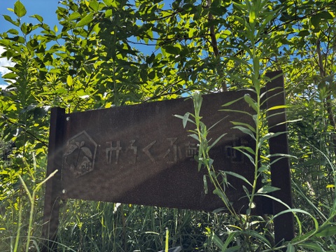 鮮烈な辛さを発する小さな巨人！八丈島の島とうがらし！(500gパック)