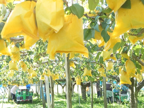 【冬ギフト】たかはし果樹園謹製 高級西洋梨「ル・レクチェ」厳選品 小玉 約2kg