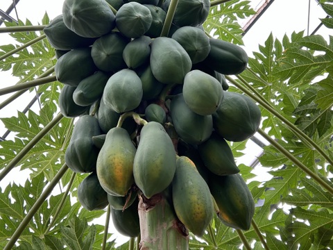 宮古島産パパイヤ🏝️ フルーツパパイヤ 2kg（2〜3個）：沖縄